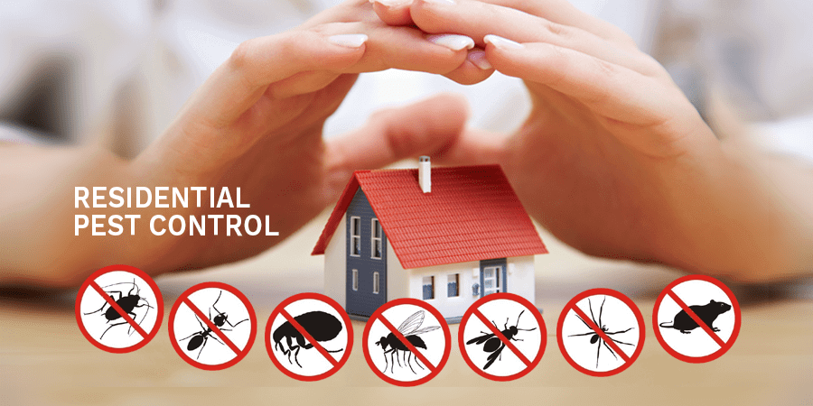 Pest Control providers in Dubai | Best Pest Control service in Dubai